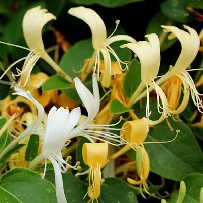 Жимолость ХАЛЛИАНА японская (Хелиана)  Жимолость ХАЛЛИАНА японская (Хелиана) в Пскове