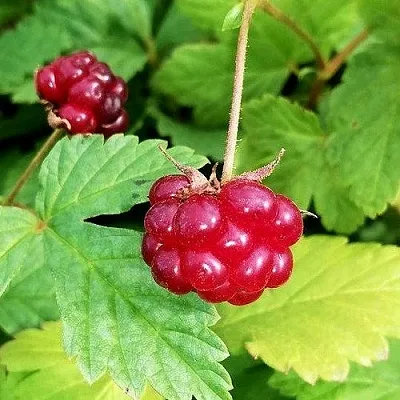 Княженика АННА в Пскове