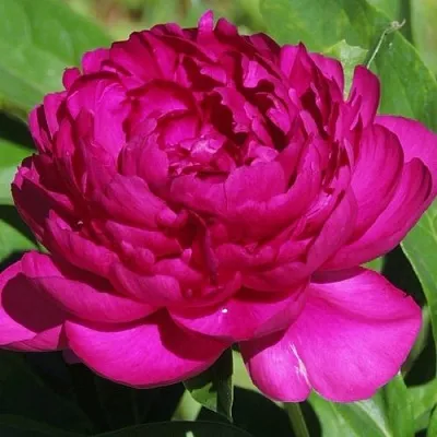 Пион БАРХАТ НОЧИ травянистый  Пион БАРХАТ НОЧИ травянистый в Пскове