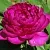 Пион БАРХАТ НОЧИ травянистый в Пскове