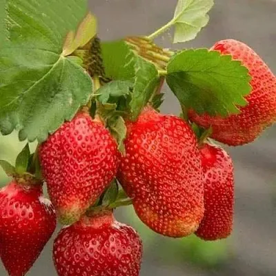 Клубника АЗИЯ  Клубника АЗИЯ в Пскове