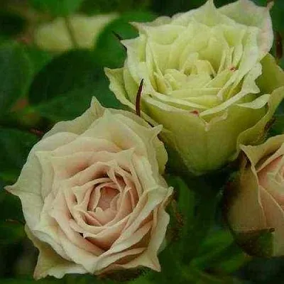 Саженцы роз ГРИН ДАЙМОНД миниатюрная в Пскове