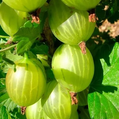 Крыжовник МАЛАХИТ в Пскове