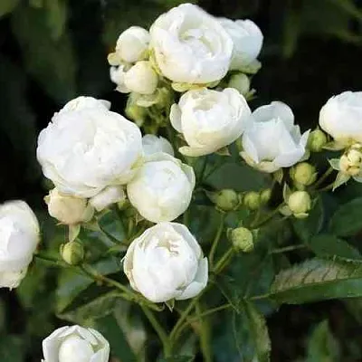 Саженцы роз УАЙТ МОРСДАГ полиантовая в Пскове