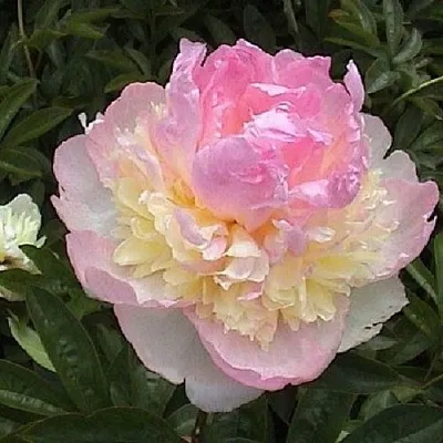 Пион РАСБЕРРИ САНДЕЙ травянистый  Пион РАСБЕРРИ САНДЕЙ травянистый в Пскове