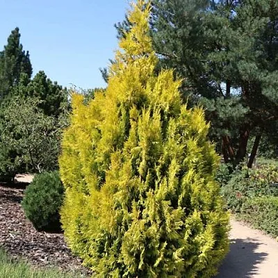 Туя СТОУНХАМ ГОЛД складчатая в Пскове