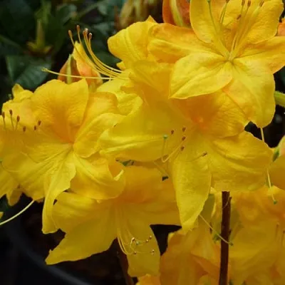 Азалия ЛИМЕТТА листопадная   Азалия ЛИМЕТТА листопадная  в Пскове