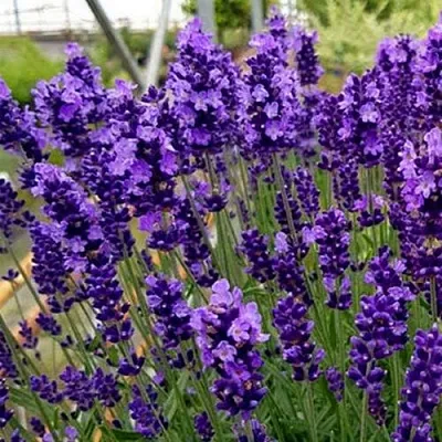Лаванда ХИДКОТ БЛЮ узколистная  Лаванда ХИДКОТ БЛЮ узколистная в Пскове