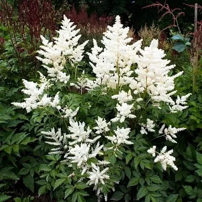 Астильба ДОЙЧЛАНД японская  Астильба ДОЙЧЛАНД японская в Пскове