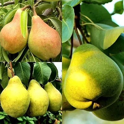 Комплект НАСТОЯЩИЙ ВОСТОРГ в Пскове