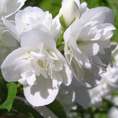 Жасмин ЖИРАНДОЛЬ  Жасмин ЖИРАНДОЛЬ в Пскове