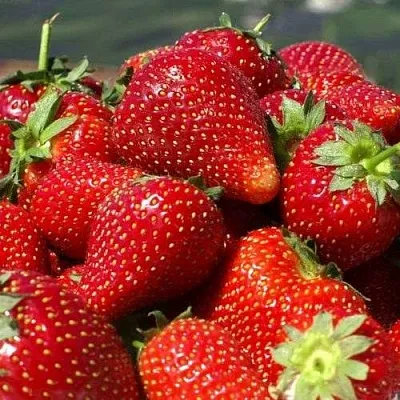 Клубника ПИРЧИНКЬЮ  Клубника ПИРЧИНКЬЮ в Пскове