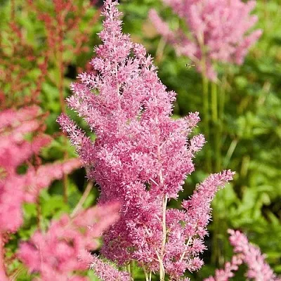 Астильба РЕЙНЛЕНД японская  Астильба РЕЙНЛЕНД японская в Пскове