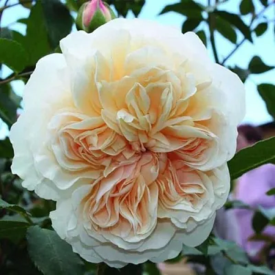 Саженцы роз ЛИЧФИЛД ЭНДЖЕЛ английская в Пскове