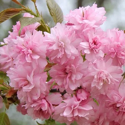 Сакура РОЗЕА ПЛЕНА  Сакура РОЗЕА ПЛЕНА в Пскове