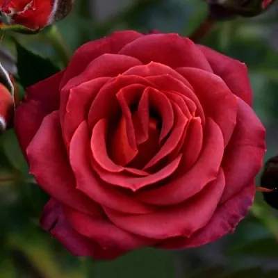 Саженцы роз ЧОКОЧИНО спрей  Саженцы роз ЧОКОЧИНО спрей в Пскове