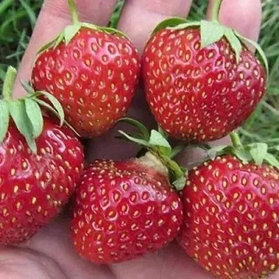 Клубника ВИМА ЗАНТА  Клубника ВИМА ЗАНТА в Пскове