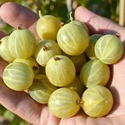 Крыжовник БЕРИЛЛ в Пскове