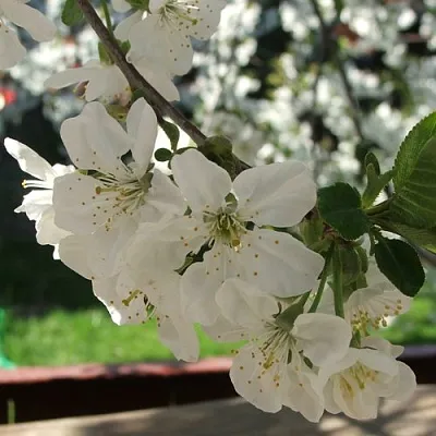 Вишня УМБРАКУЛИФЕРА  Вишня УМБРАКУЛИФЕРА в Пскове