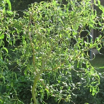 Ива МАТСУДАНА в Пскове