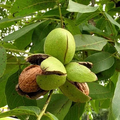 Грецкий орех  Грецкий орех в Пскове