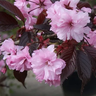 Сакура РОЯЛ БУРГУНДИ  Сакура РОЯЛ БУРГУНДИ в Пскове