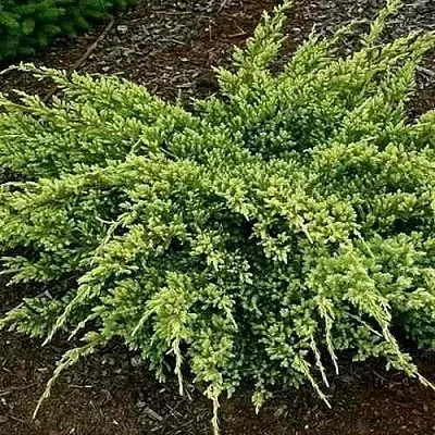 Можжевельник ДРИМ ДЖОЙ чешуйчатый  Можжевельник ДРИМ ДЖОЙ чешуйчатый в Пскове