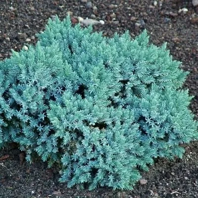 Можжевельник БЛЮ СТАР чешуйчатый в Пскове