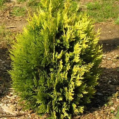 Туя КОППЕР ГОЛД западная в Пскове