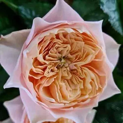 Саженцы роз ВУВУЗЕЛА РОМАНТИК чайно-гибридная в Пскове