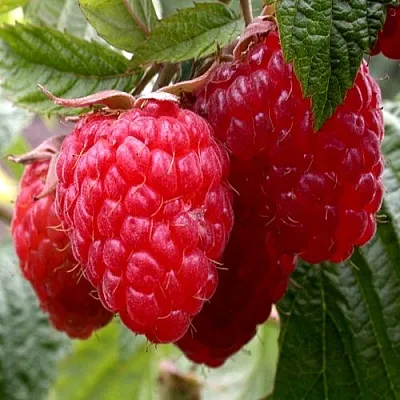 Малина КВЕЛЛИ в Пскове