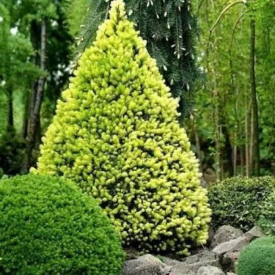 Ель РЕЙНБОУЗ ЭНД сизая  Ель РЕЙНБОУЗ ЭНД сизая в Пскове