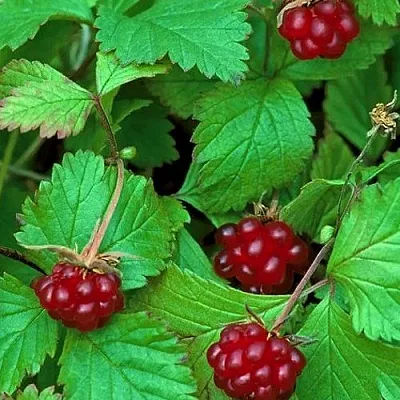 Княженика АУРА в Пскове