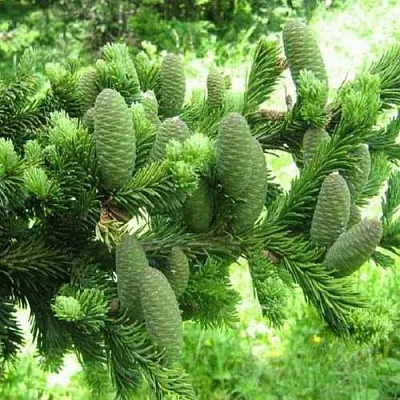 Пихта белая  Пихта белая в Пскове