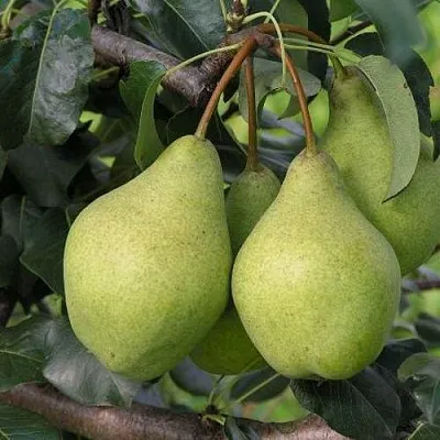 Груша ОРЛОВСКАЯ ЛЕТНЯЯ  Груша ОРЛОВСКАЯ ЛЕТНЯЯ в Пскове