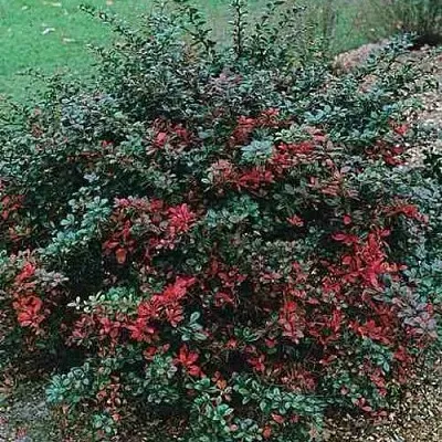 Барбарис РЕД ДЖЕВЕЛ средний   Барбарис РЕД ДЖЕВЕЛ средний  в Пскове