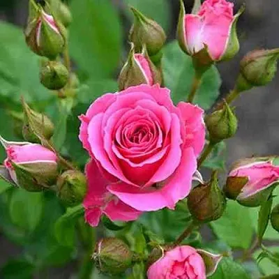 Саженцы роз ЛАВЛИ ЛИДИЯ спрей в Пскове