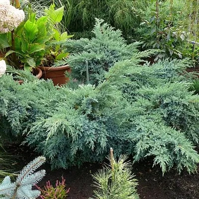 Можжевельник БЛЮ ШВЕД (СВИД) чешуйчатый  Можжевельник БЛЮ ШВЕД (СВИД) чешуйчатый в Пскове