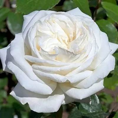 Саженцы роз ЛОМОНОСОВ чайно-гибридная в Пскове