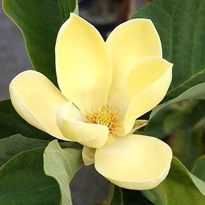 Магнолия ЕЛЛОУ ЛАНТЕРН  Магнолия ЕЛЛОУ ЛАНТЕРН в Пскове