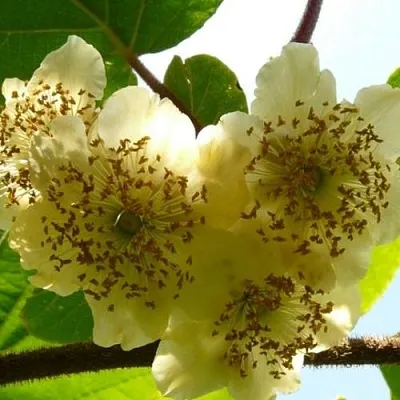 Актинидия АТЛАС (МУЖСКОЙ) в Пскове