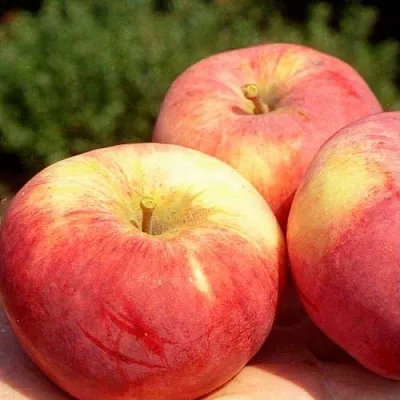 Яблоня ОРЛОВИМ  Яблоня ОРЛОВИМ в Пскове