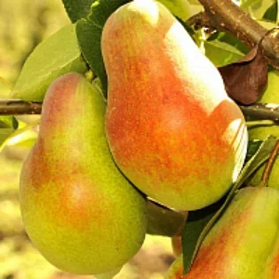 Груша РУССКАЯ КРАСАВИЦА (КРАСАВИЦА ЧЕРНЕНКО)  Груша РУССКАЯ КРАСАВИЦА (КРАСАВИЦА ЧЕРНЕНКО) в Пскове