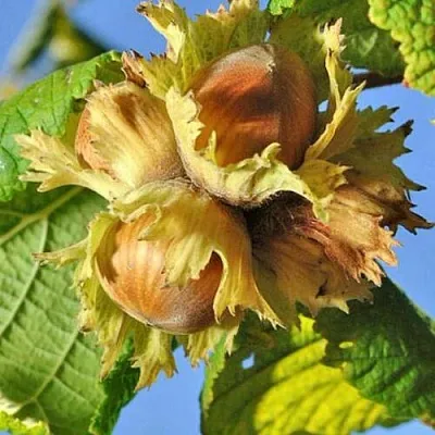 Фундук ТОНДА РОМАНА  Фундук ТОНДА РОМАНА в Пскове