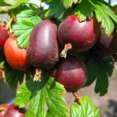 Крыжовник ЧЕРНОСЛИВОВЫЙ в Пскове