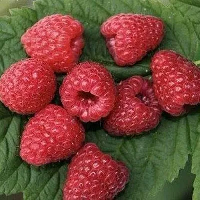 Малина ЗЮГАНА  Малина ЗЮГАНА в Пскове