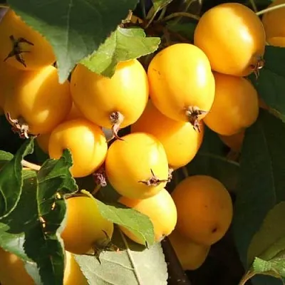 Яблоня ГОЛДЕН ХОРНЕТ декоративная  Яблоня ГОЛДЕН ХОРНЕТ декоративная в Пскове