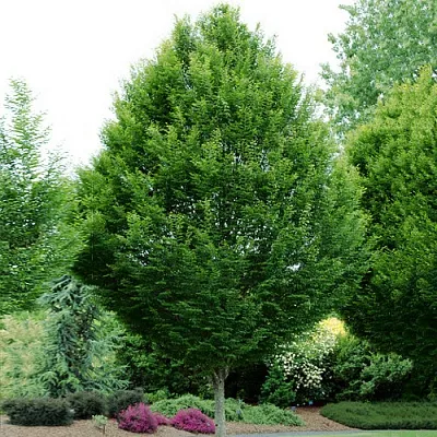 Граб в Пскове