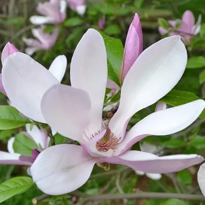 Магнолия ДЖОРДЖ ГЕНРИ КЕРН  Магнолия ДЖОРДЖ ГЕНРИ КЕРН в Пскове