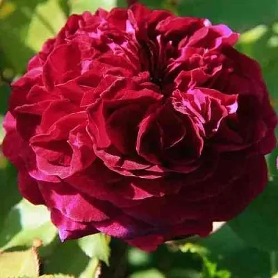 Саженцы роз ДИНО ДЕ ЛАУРЕНТИС шраб в Пскове